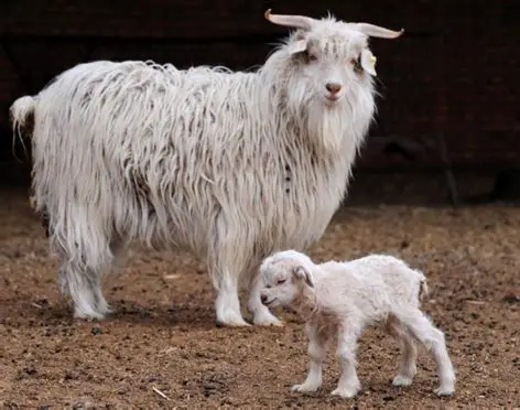 Cashmere Goat